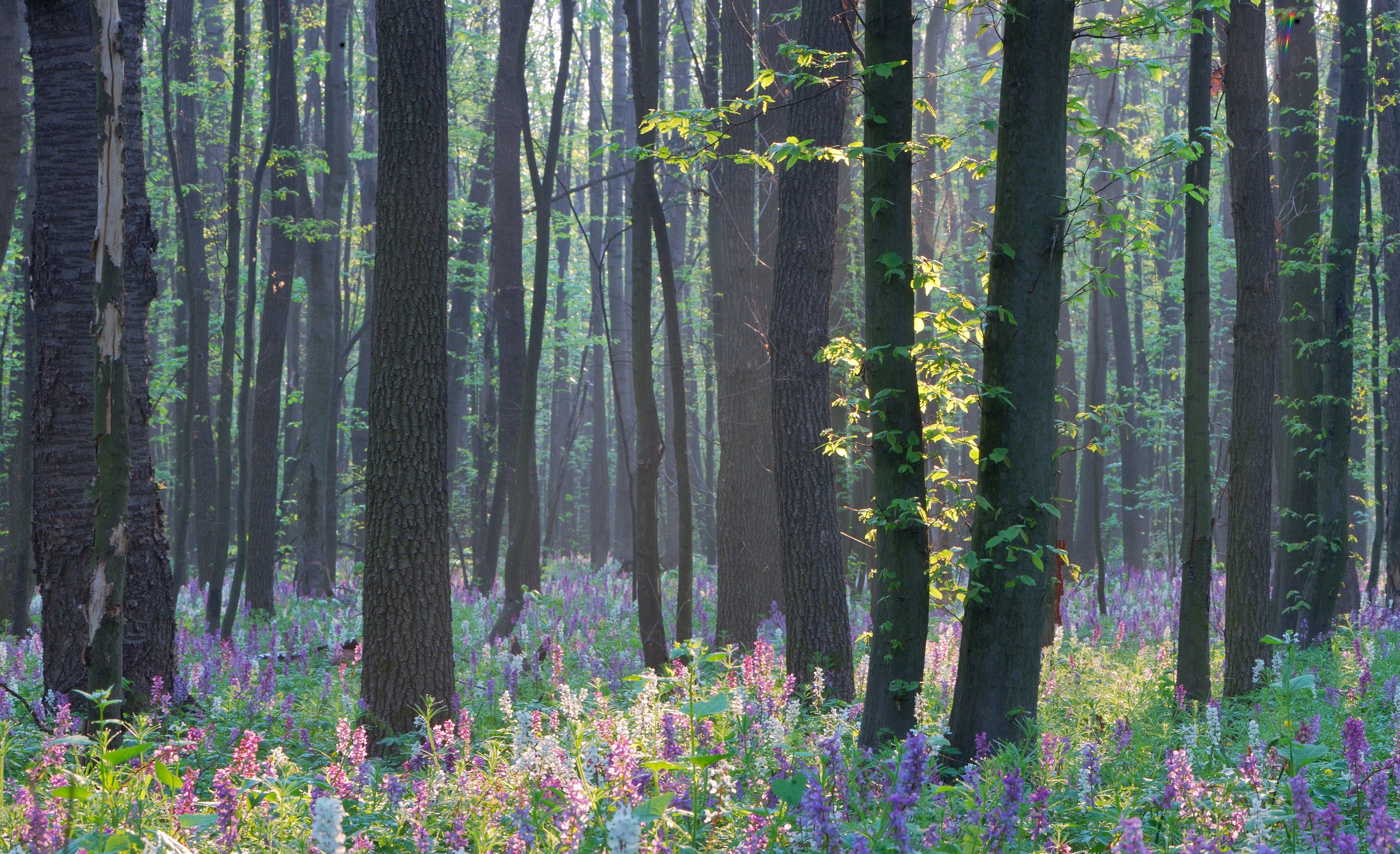 Spring Flowers Landscape